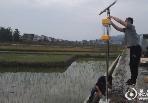 太阳能杀虫灯助力湖南建设生态优质米示范基地