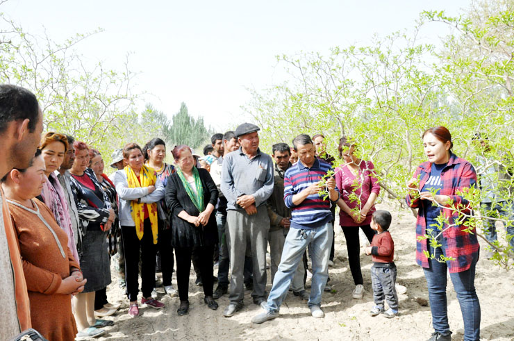 太阳能杀虫灯为新疆枣园保驾护航