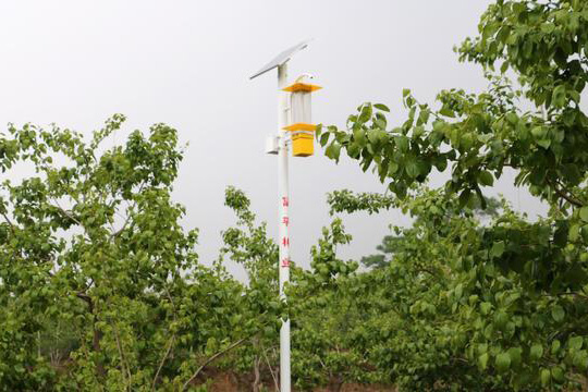 陝西萬畝柿(shi)園安裝使用果園太陽能殺蟲燈效(xiao)果圖片