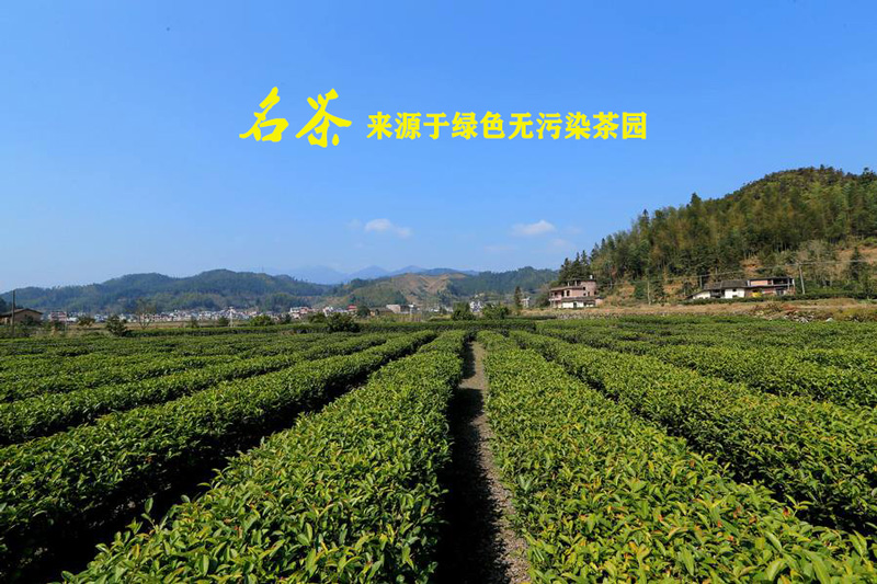 茶园用太阳能杀虫灯可以达到哪些效果