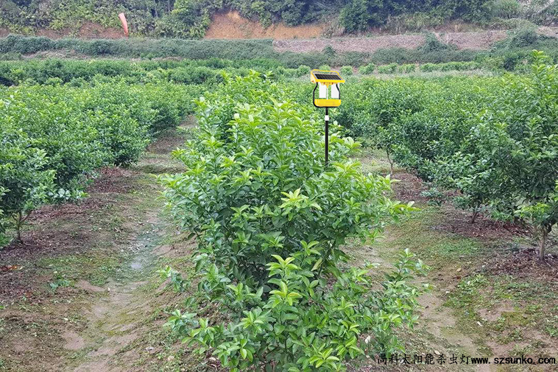 广西柑橘果园灭虫灯是新型可靠灭虫方式 