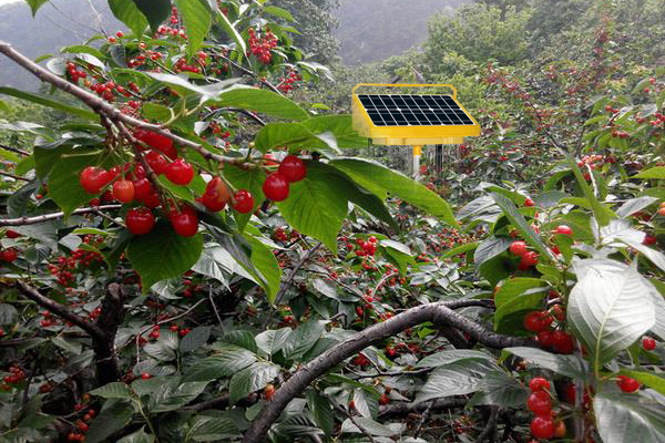 太阳能频振式杀虫灯在樱桃果园防治果蝇的效果