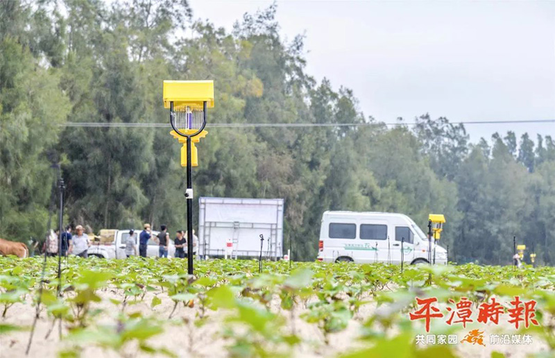 福建平潭太阳能杀虫灯用于甘薯种植效果