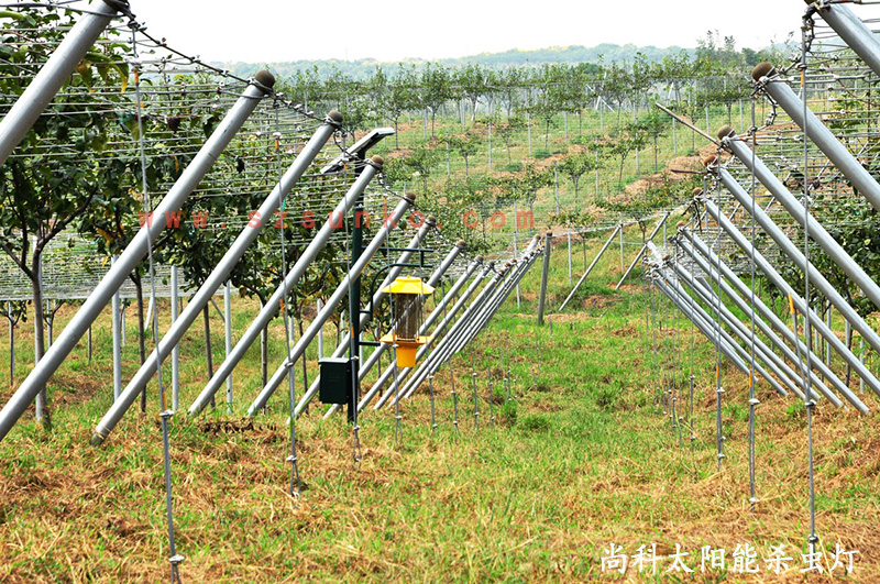 江苏南京猕猴桃果园用太阳能杀虫灯效果怎么样
