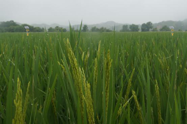 江西太阳能杀虫灯品牌-太阳能杀虫灯厂家供应