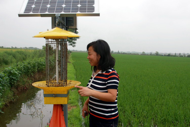 浙江水稻种植农场使用太阳能杀虫灯效果