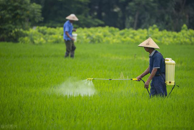 无人机和太阳能杀虫灯提升水稻田害虫防治水平