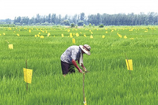 黄板太阳能杀虫灯矗立于河南3000亩水稻田2020年