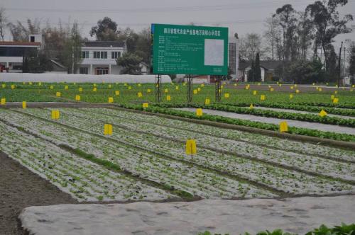 蔬菜不打农药怎么除虫？四种方式不可不知