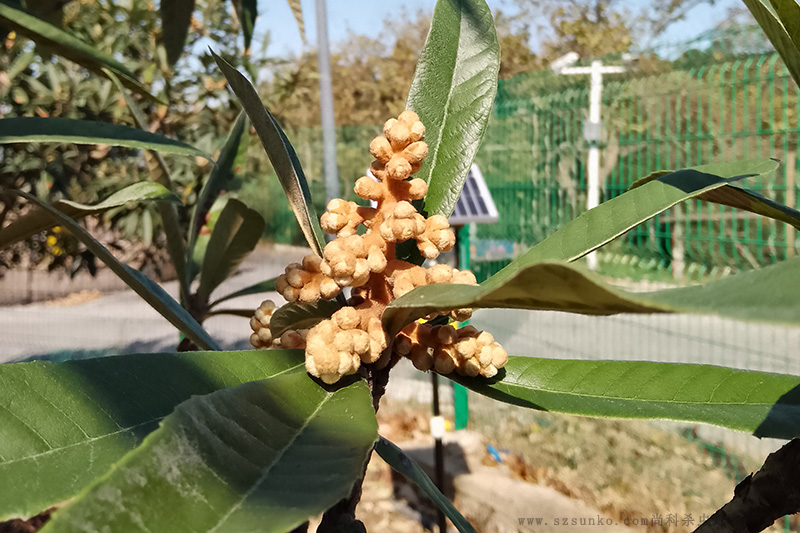 苏州东山枇杷果园太阳能杀虫灯效果