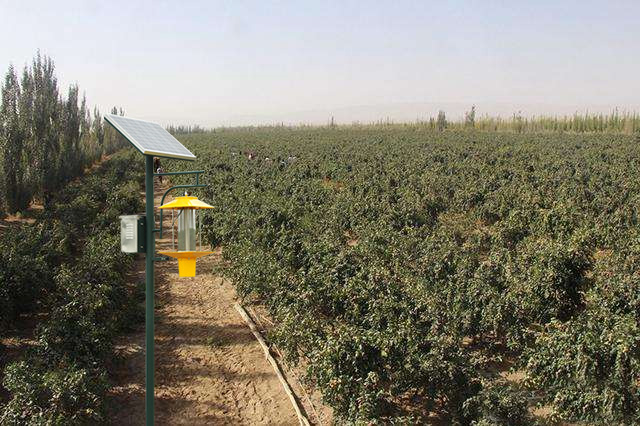 新疆枣园使用太阳能杀虫灯图片案例