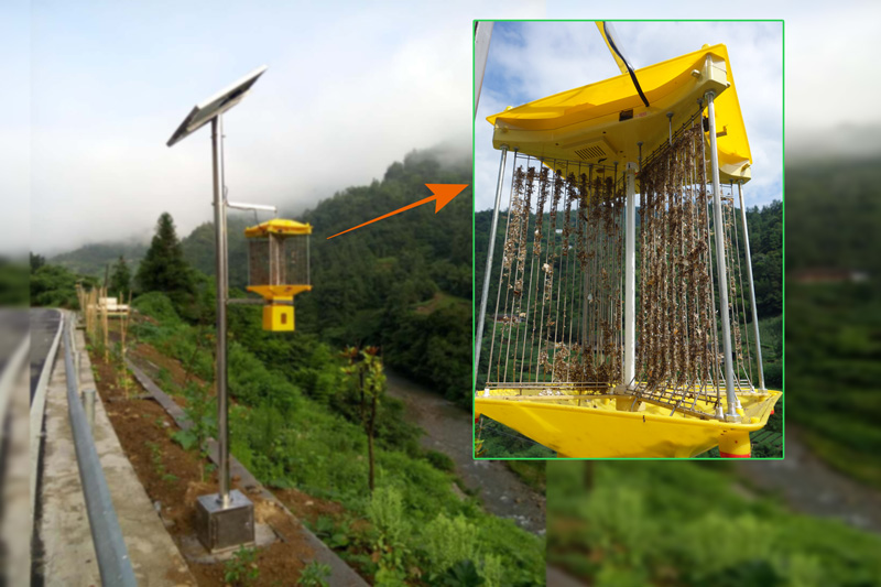 湖北恩施鹤峰生态农业使用太阳能杀虫灯案例实拍图片