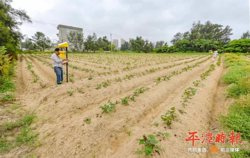 福建平潭农户安装太阳能杀虫灯用于甘薯种植