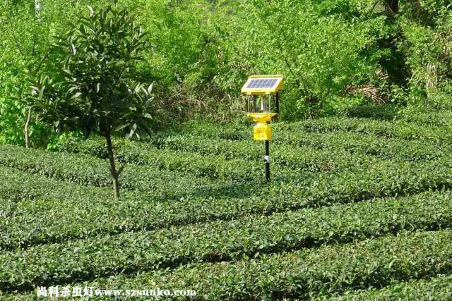 安徽石台县茶园用太阳能杀虫灯绿色防控