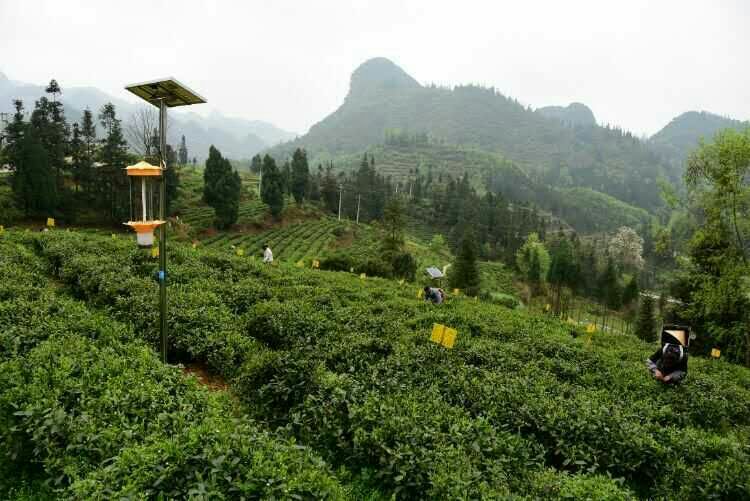 贵州太阳能杀虫灯用于哚贝茶园基地