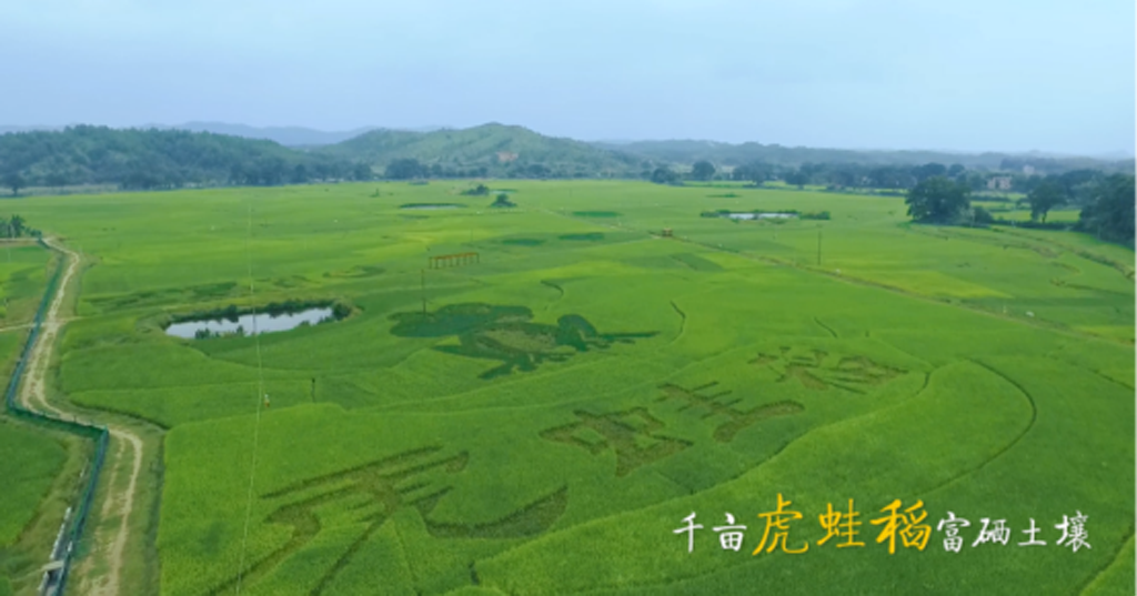 江西虔农有机水稻种植基地