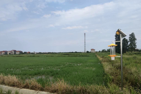 水稻田用太阳能杀虫灯进行绿色防控