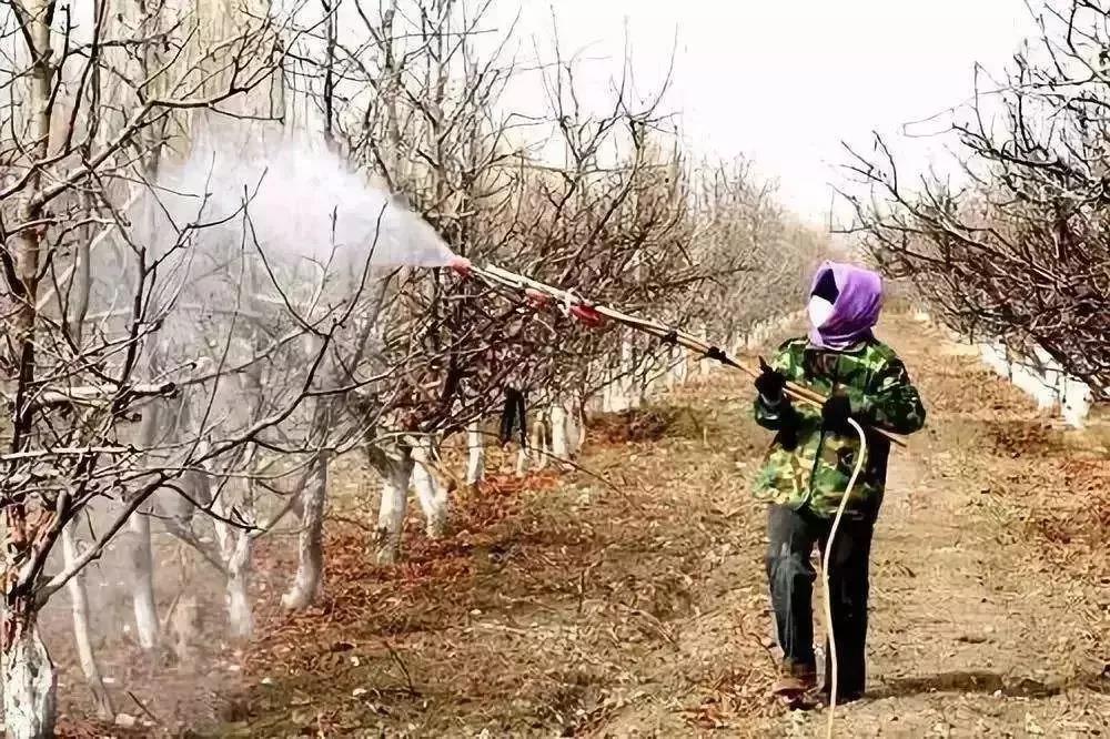 冬天果农给果树喷药剂防治害虫