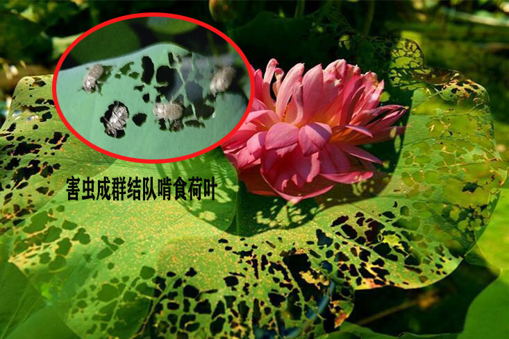 浙江公园荷叶被害虫成群结队啃食