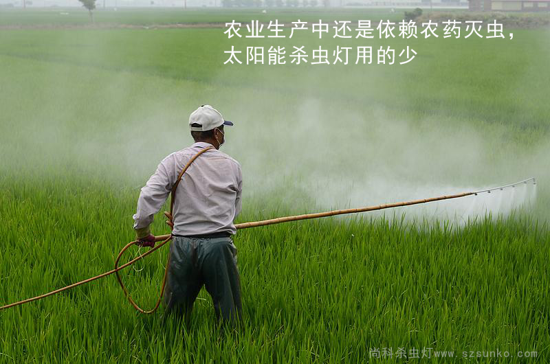 水稻使用农药灭虫，太阳能杀虫灯用的少